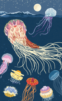 DawnC_OceanEmporium_Jellyfish_Feature&SpeciesSpread_Colour(1)