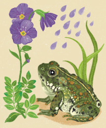 Toad illustration